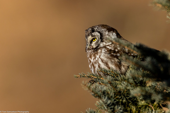 Owl - Boreal - IMG135_0965