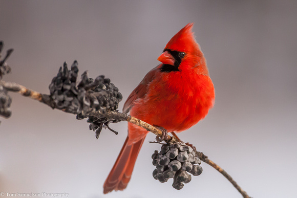 Cardinal - Male - IMG103__4843