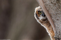 Owl - Great Horned - IMG131_2024
