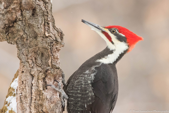 Woodpecker - Pileated - IMG110_3355