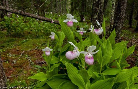 Orchid - Showy Lady Slipper - IMG102_2473