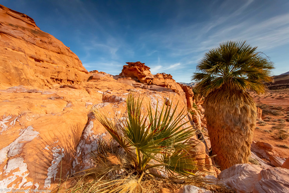 Gold Butte - Little Finland Palms - IMG128_3337