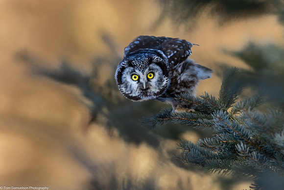 Owl - Boreal - IMG135_1124