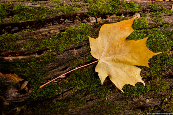 Fall - Maple Leaf On Log - IMG132_2403