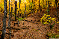 Fall - Minnesota Woods - IMG132_2400