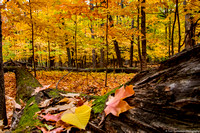 Fall - MInnesota Woods - IMG132_2407