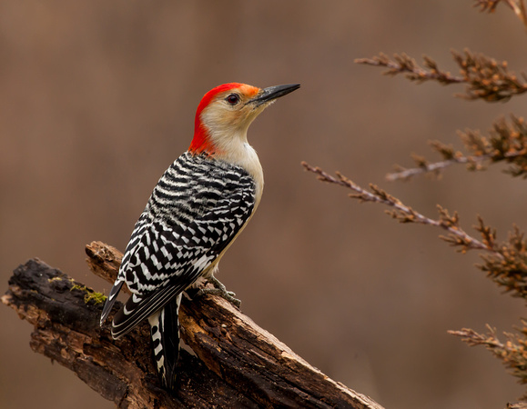 Red Bellied Woodpecker 101_0455