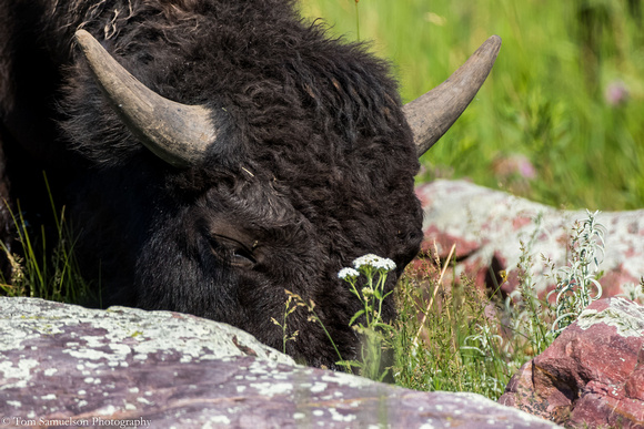 Bison - American- IMG104__9757