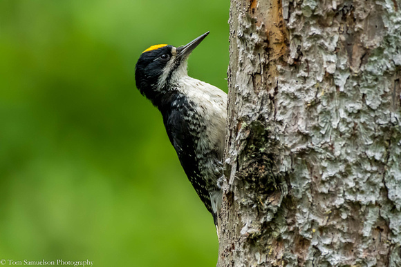 Woodpecker - Black Back - IMG104__9244