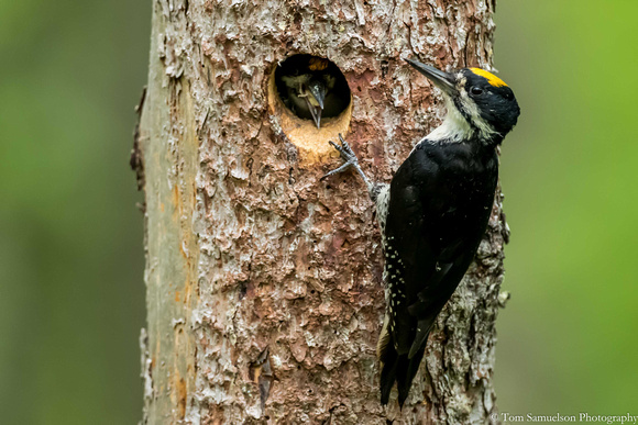 Woodpecker - Black Back - IMG104__8908