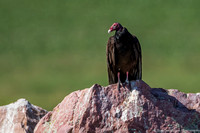 Vulture - Turkey - IMG104__9952