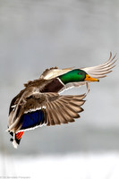 Duck - Mallard - IMG136_8136