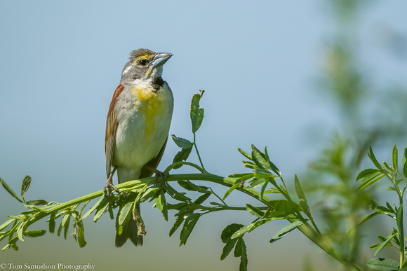 American finch - Dickcissel - IMG104__9999_164