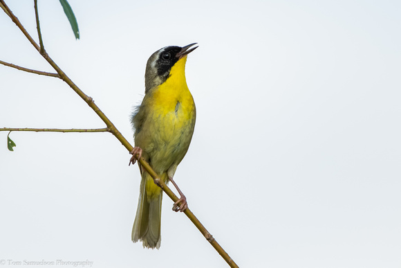 Warbler - Common Yellow Throat -  IMG105__3689