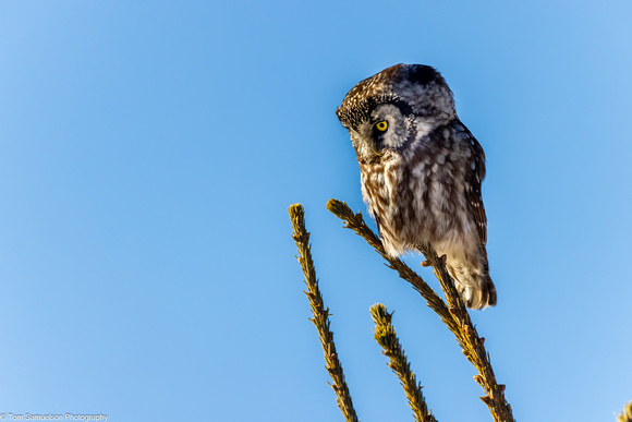 Owl - Boreal - IMG135_0910