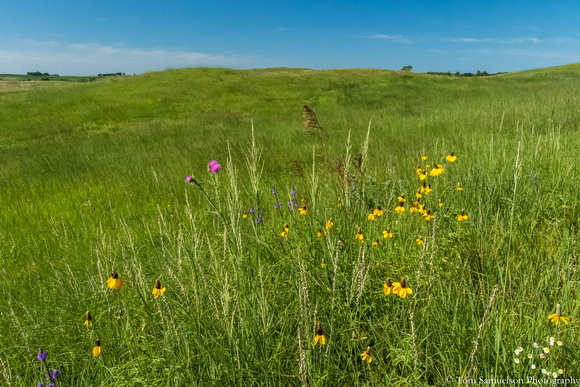 Prairie - Mound Springs -  IMG105__4327