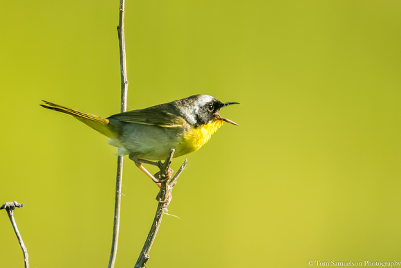 Warbler - Common Yellow Throat -  IMG105__4257