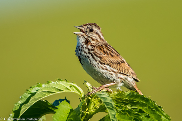 Sparrow - Song -  IMG105__4274