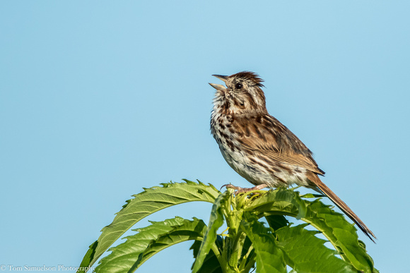 Sparrow - Song -  IMG105__4159