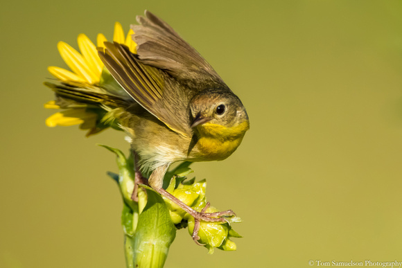Warbler - Common Yellow Throat - IMG105__4636