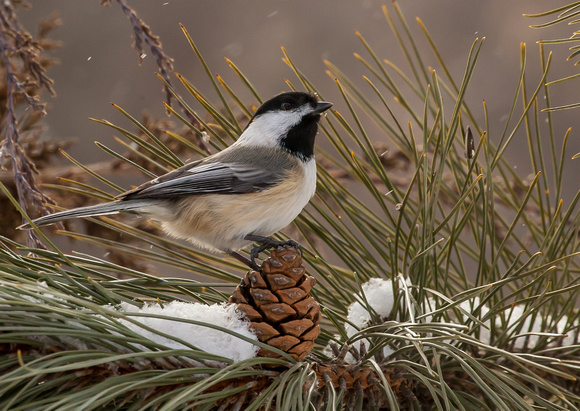 Chickadee - Black Capped on Pine Cone in Snow- 101_3933.
