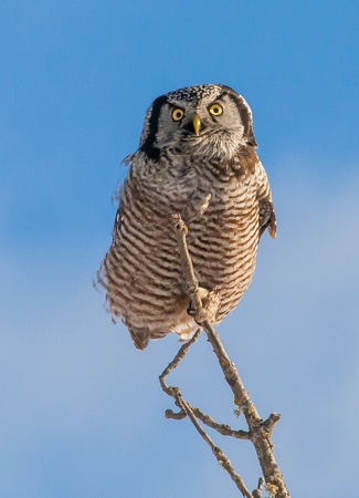 Owl - Northern Hawk - IMG101_3976