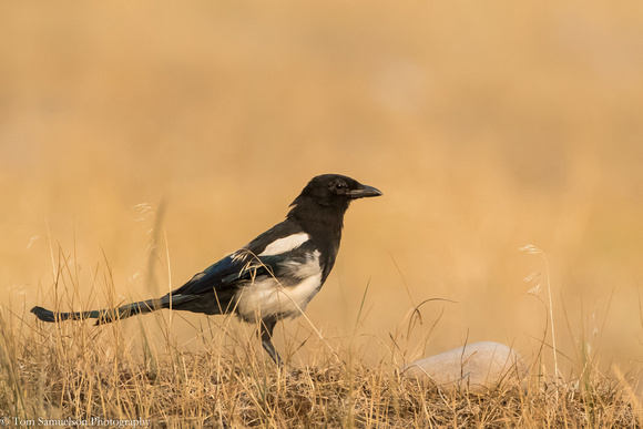 Magpie - Blacked Billed - IMG105__6514