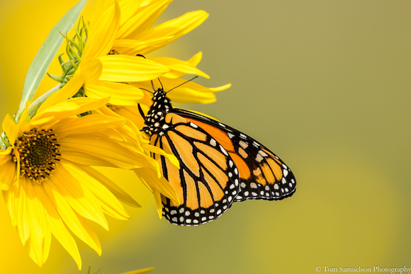 Butterfly - Monarch - IMG1052_7292