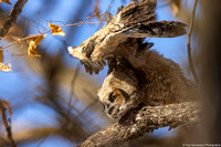 Owl - Great Horned Owlet - IMG132_0068