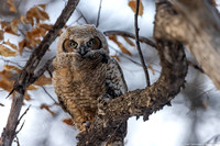 Owl - Great Horned Owlet - IMG132_0200