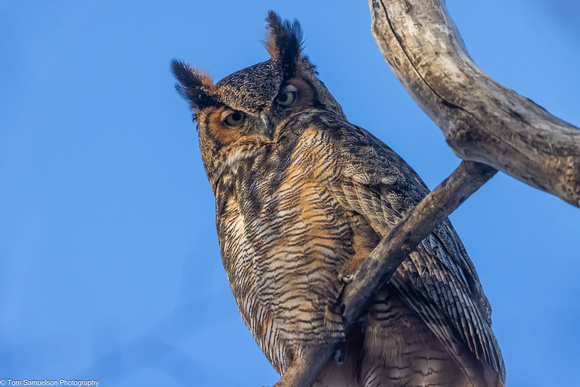 Owl - Great Horned Owlet - IMG132_0126