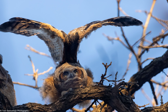 Owl - Great Horned Owlet - IMG132_0407