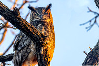 Owl - Great Horned Owl - IMG132_0439