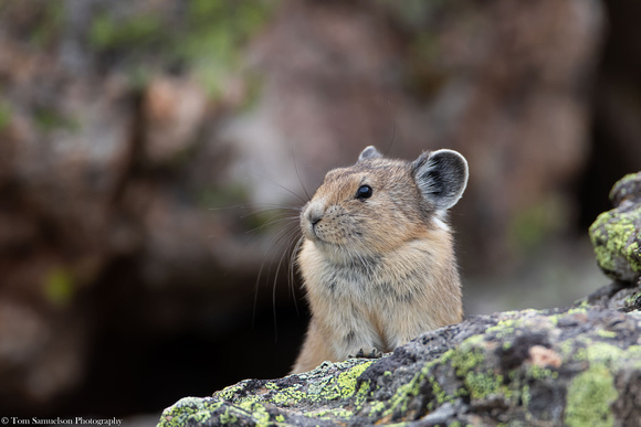 Pika - American - IMG127_7427
