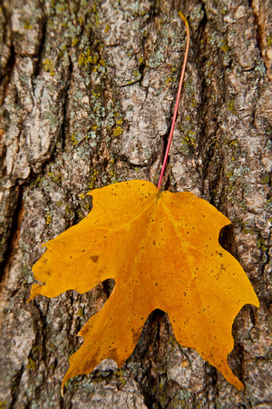 Hanging in the Bark