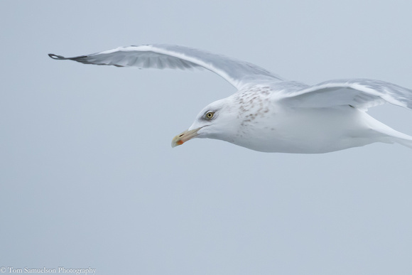 Gull - Herring - 106__7303