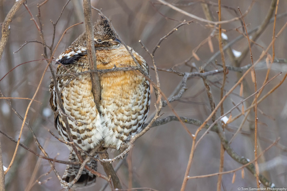 Grouse - Ruff - IMG134_9424