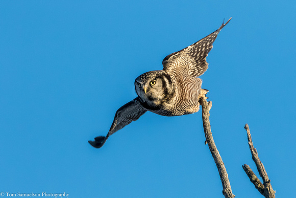 Owl - Northern Hawk - 106__8983