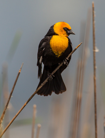 Blackbird - Yellowheaded - 101_6804