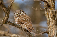 Owl - Boreal - IMG135_0556