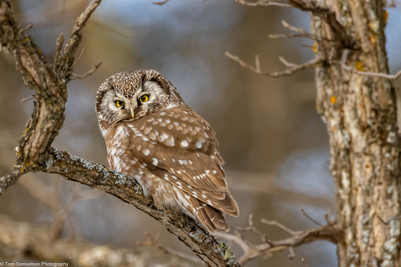 Owl - Boreal - IMG135_0556