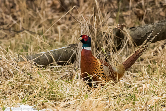 Pheasant - Rooster - 106__4833