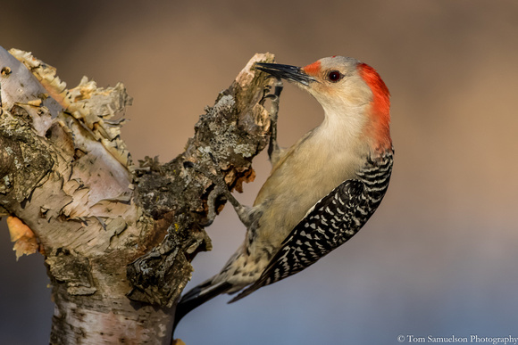 Woodpecker - Red Bellied - IMG107__6617