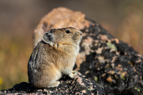 Pika - American - IMG127_8070