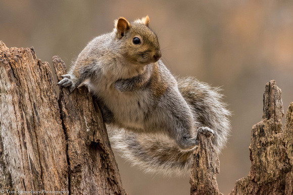 Squirrel - Gray - 106__4755