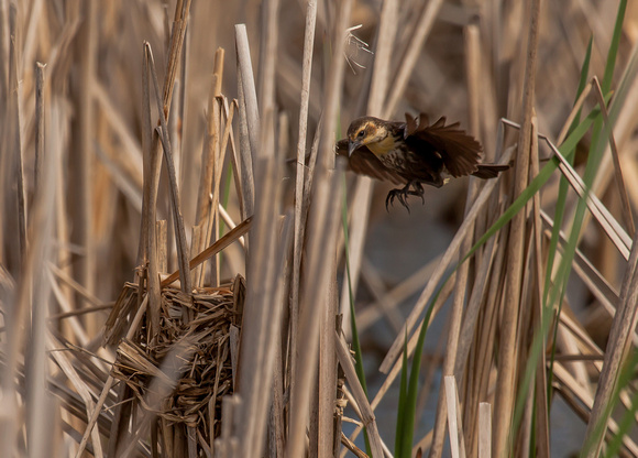 Blackbird - Yellowheaded - Flying to the Nest - 101_6889