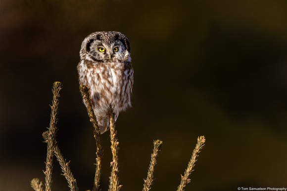 Owl - Boreal - IMG135_0861