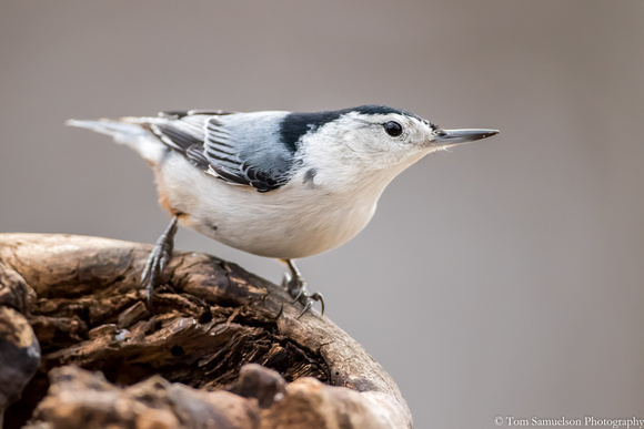 Nuthatch - White Breasted - IMG106__1743