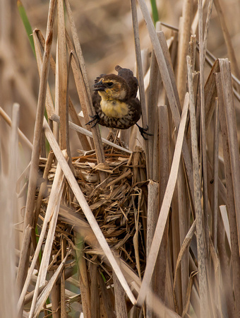Blackbird - Yellowheaded - Leaving the Nest - 101_6746