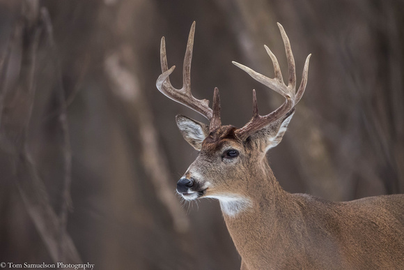 Deer - Whitetail - 107__2846